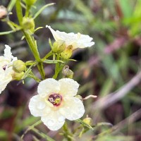 Sopubia trifida Buch.-Ham. ex D.Don